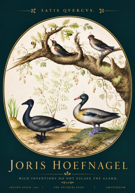 Joris Hoefnagel Satis Quercus. Birds of the Marsh No4 - Plakát