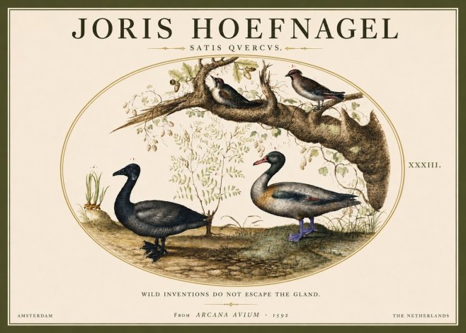 Joris Hoefnagel Satis Quercus. Birds of the Marsh No5 - Plakát