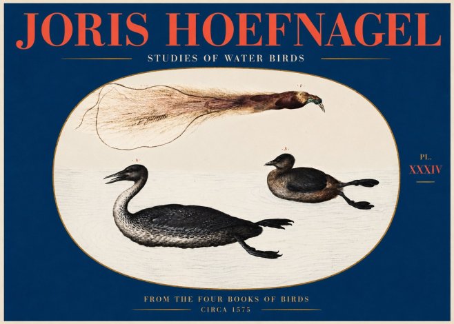 Joris Hoefnagel Studies of Water Birds No2 - Plakát