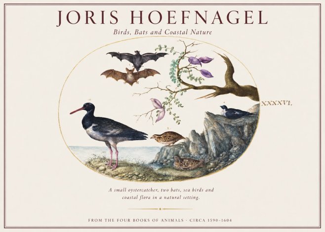 Joris Hoefnagel Birds, Bats and Coastal Nature No1 - Plakát