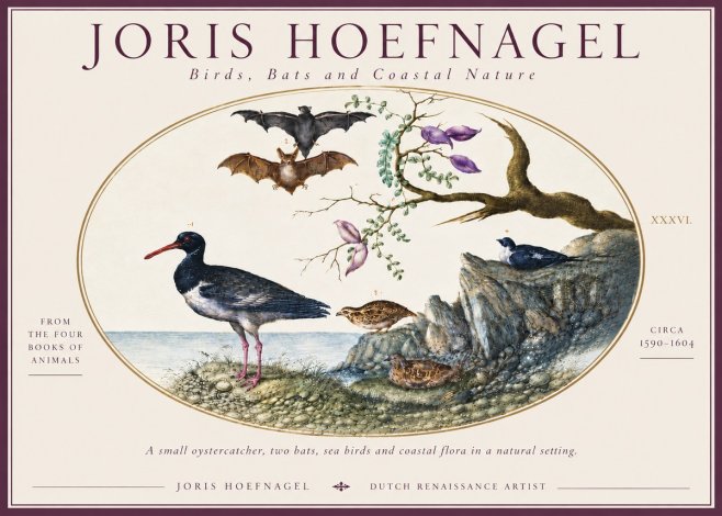 Joris Hoefnagel Birds, Bats and Coastal Nature No6 - Plakát