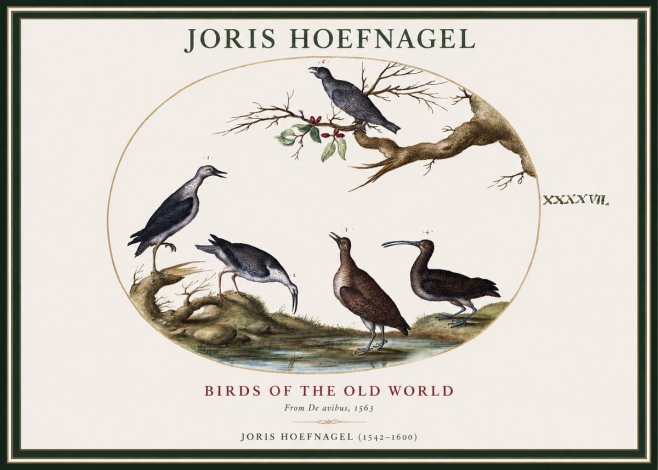 Joris Hoefnagel Birds of the Old World No1 - Plakát