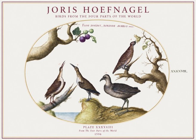 Joris Hoefnagel Birds from the Four Parts of the World No1 - Plakát