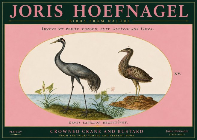 Joris Hoefnagel Crowned Crane and Bustard No5 - Plakát