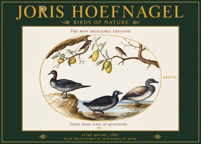 Joris Hoefnagel Plate Xxxvii from the Four Books of Birds No2 - Plakát
