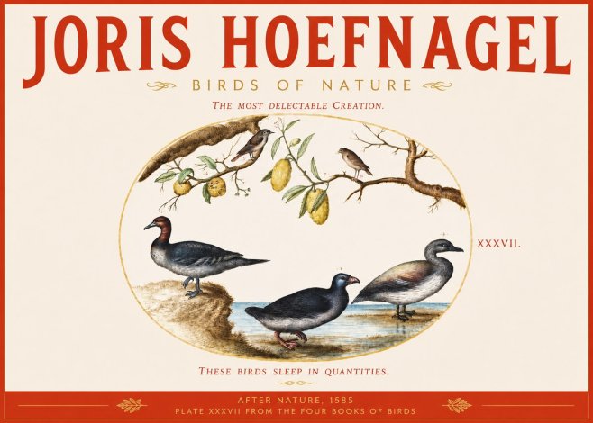 Joris Hoefnagel Plate Xxxvii from the Four Books of Birds No3 - Plakát