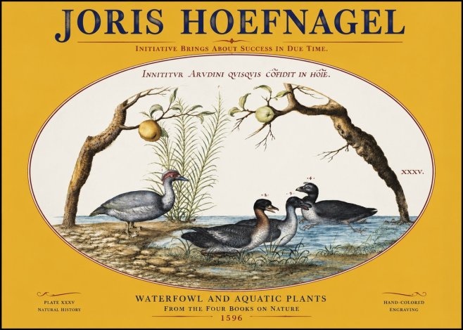 Joris Hoefnagel Waterfowl and Aquatic Plants No3 - Plakát