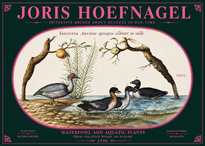 Joris Hoefnagel Waterfowl and Aquatic Plants No6 - Plakát
