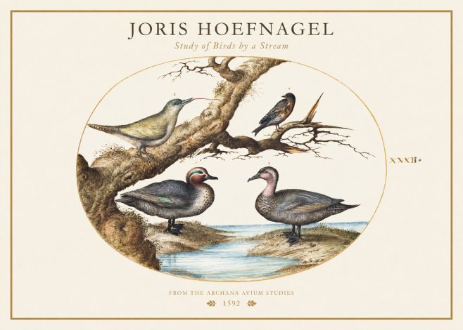 Joris Hoefnagel Study of Birds by a Stream No1 - Plakát