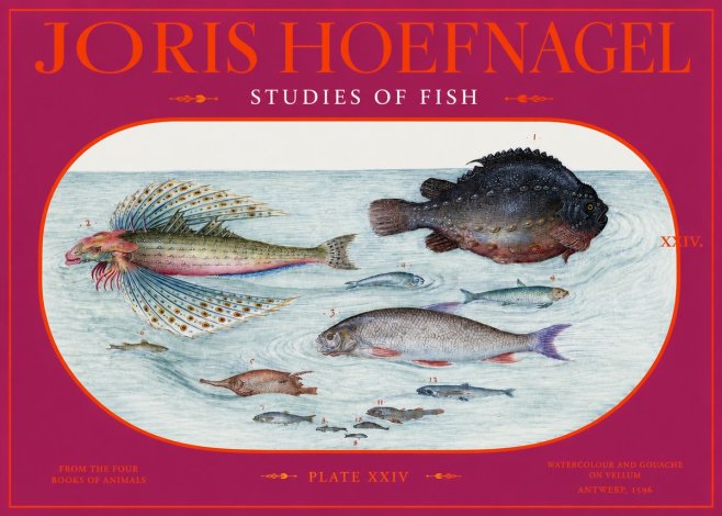 Joris Hoefnagel Studies of Fish II No2 - Plakát