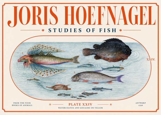 Joris Hoefnagel Studies of Fish II No4 - Plakát