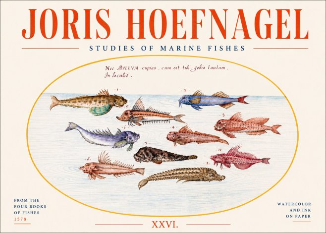 Joris Hoefnagel Studies of Marine Fishes No4 - Plakát