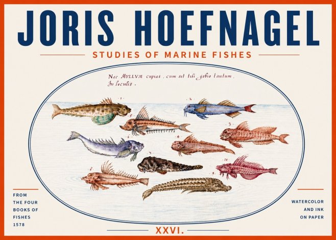 Joris Hoefnagel Studies of Marine Fishes No5 - Plakát