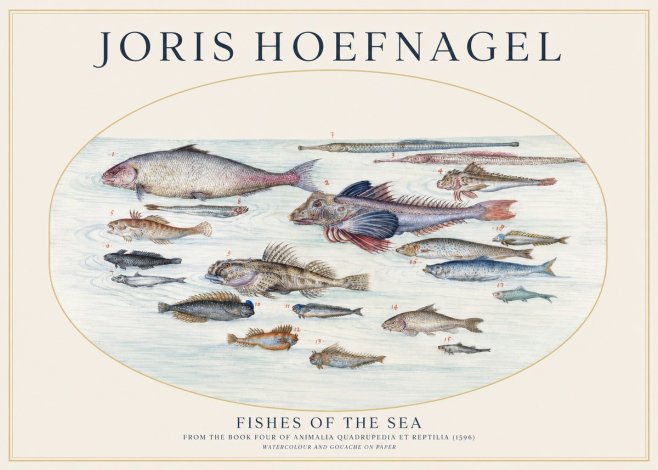 Joris Hoefnagel Fishes of the Sea III No1 - Plakát