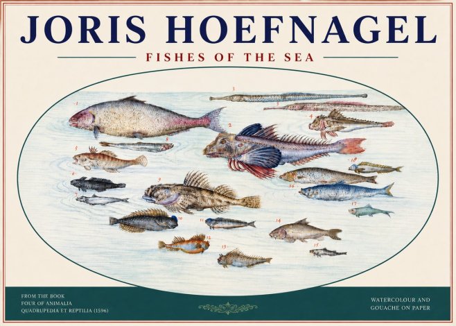 Joris Hoefnagel Fishes of the Sea III No4 - Plakát