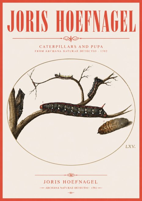 Joris Hoefnagel Caterpillars and Pupa No3 - Plakát