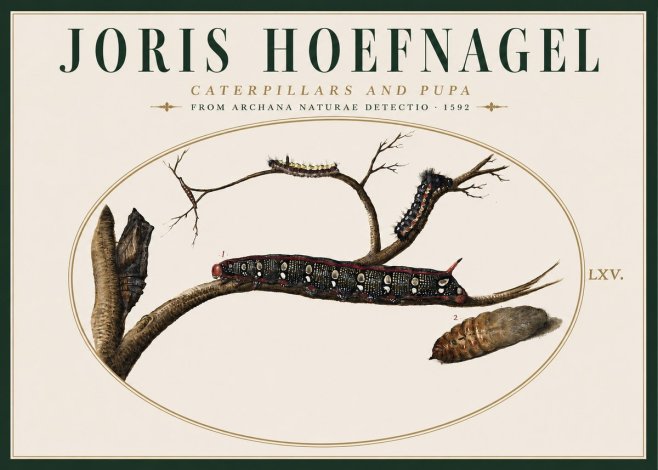 Joris Hoefnagel Caterpillars and Pupa No4 - Plakát