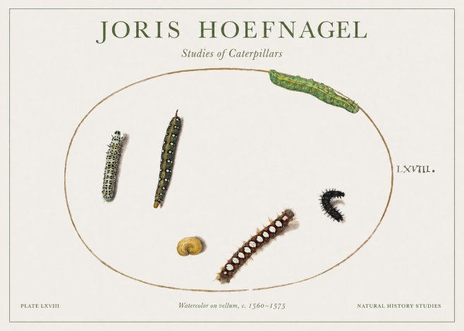 Joris Hoefnagel Studies of Caterpillars No1 - Plakát