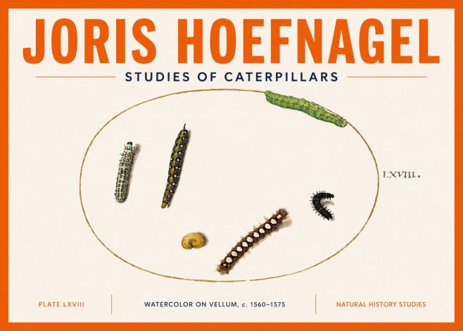 Joris Hoefnagel Studies of Caterpillars No5 - Plakát