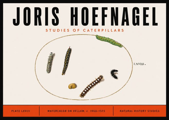 Joris Hoefnagel Studies of Caterpillars No6 - Plakát