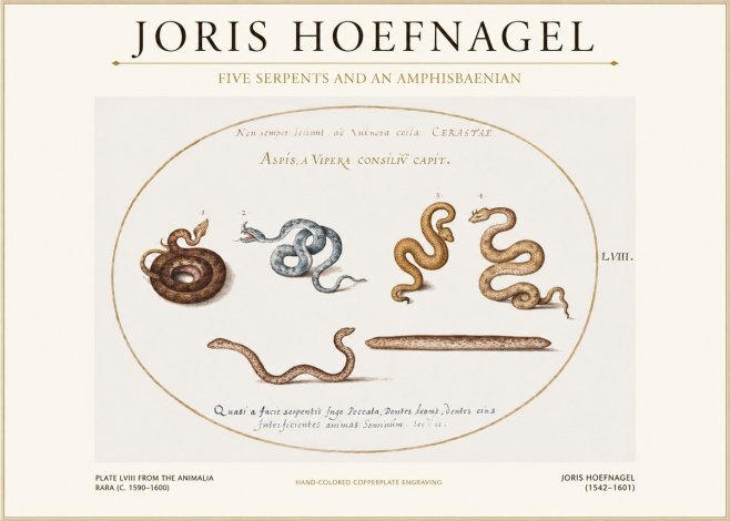 Joris Hoefnagel Five Serpents and an Amphisbaenian No1 - Plakát