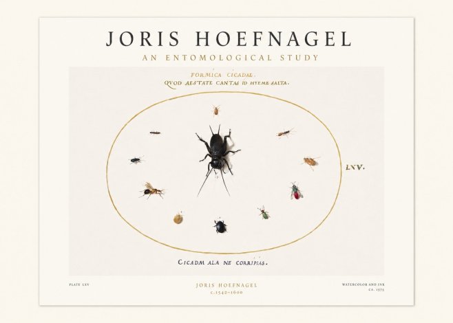 Joris Hoefnagel Formica Cicadae No1 - Plakát