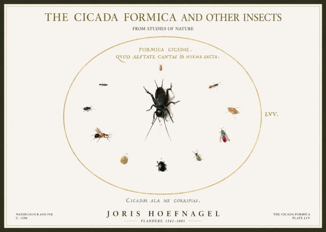 Joris Hoefnagel Formica Cicadae No5 - Plakát