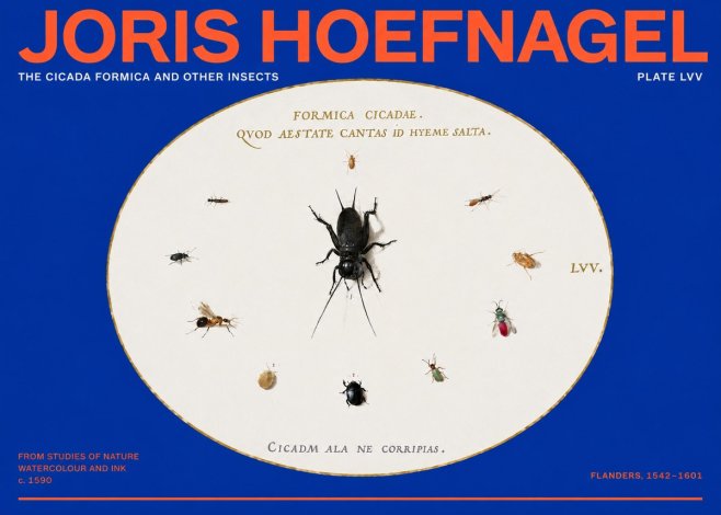 Joris Hoefnagel Formica Cicadae No6 - Plakát