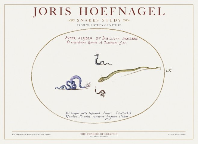 Joris Hoefnagel Studies of Serpents No2 - Plakát