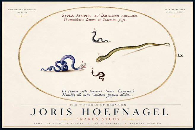 Joris Hoefnagel Studies of Serpents No6 - Plakát