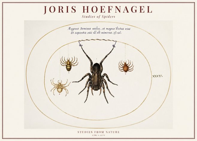 Joris Hoefnagel Study of Spiders No6 - Plakát