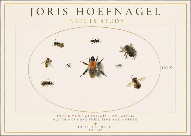 Joris Hoefnagel Insects Study II No1 - Plakát