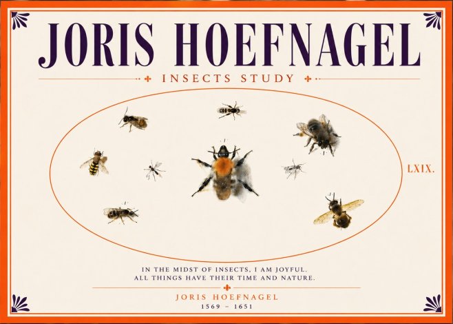 Joris Hoefnagel Insects Study II No5 - Plakát