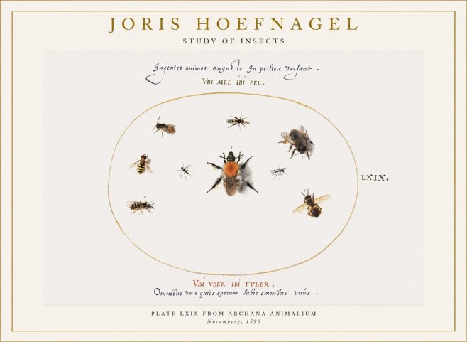 Joris Hoefnagel Insects Study II No6 - Plakát