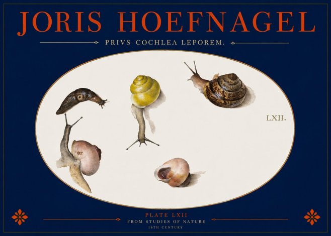 Joris Hoefnagel Privs Cochlea Leporem. No2 - Plakát