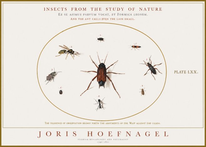 Joris Hoefnagel Insects from the Study of Nature No1 - Plakát