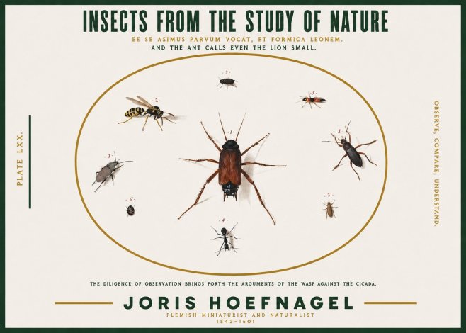Joris Hoefnagel Insects from the Study of Nature No2 - Plakát