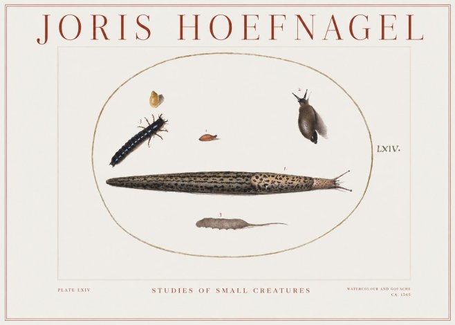 Joris Hoefnagel Plate Lxiv No2 - Plakát