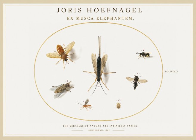 Joris Hoefnagel Ex Mvsca Elephantem. No2 - Plakát