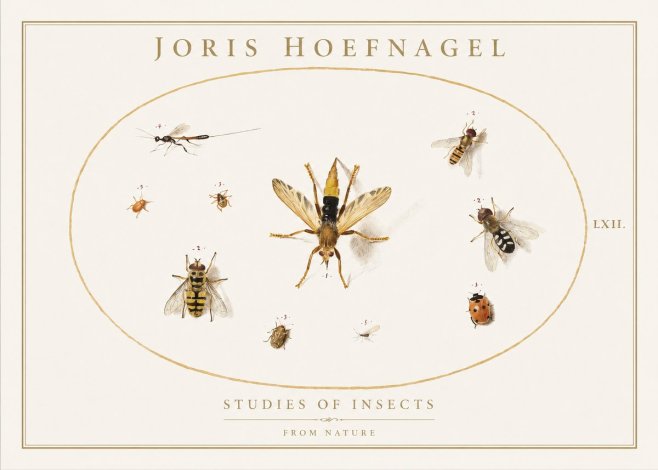 Joris Hoefnagel Studies of Insects IV No1 - Plakát