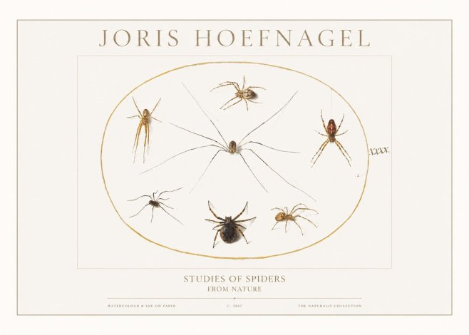 Joris Hoefnagel Studies of Spiders from Nature No1 - Plakát