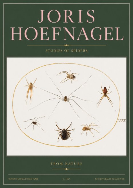 Joris Hoefnagel Studies of Spiders from Nature No2 - Plakát