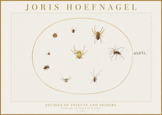 Joris Hoefnagel Studies of Insects and Spiders No1 - Plakát