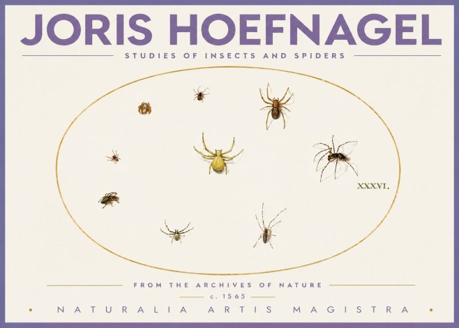 Joris Hoefnagel Studies of Insects and Spiders No4 - Plakát