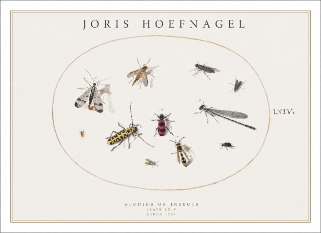 Joris Hoefnagel Studies of Insects - Plate Lxiv No1 - Plakát