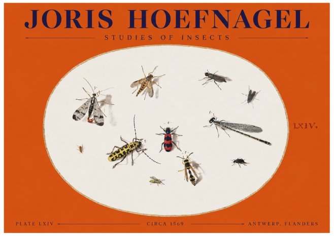 Joris Hoefnagel Studies of Insects - Plate Lxiv No2 - Plakát