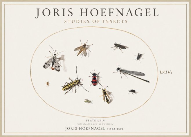 Joris Hoefnagel Studies of Insects - Plate Lxiv No4 - Plakát