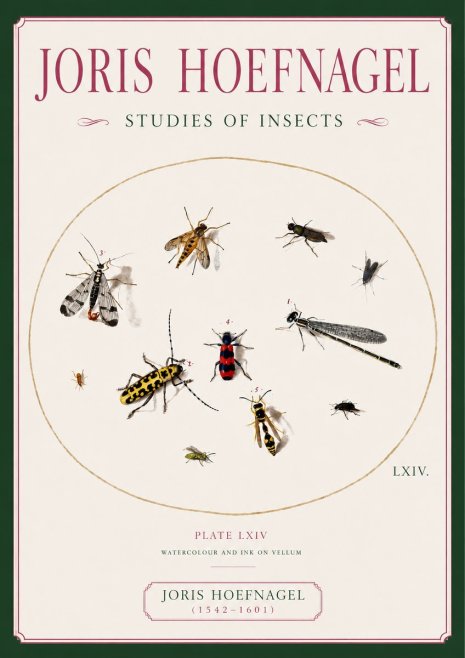 Joris Hoefnagel Studies of Insects - Plate Lxiv No6 - Plakát