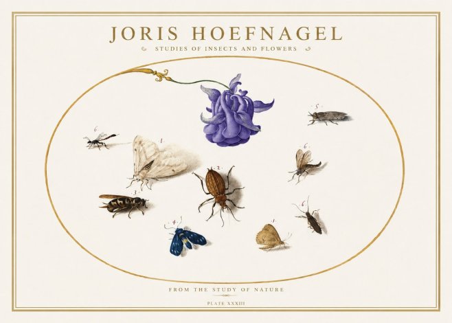 Joris Hoefnagel Studies of Insects and Flowers No5 - Plakát