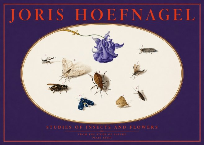 Joris Hoefnagel Studies of Insects and Flowers No6 - Plakát